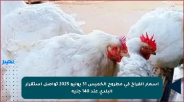 أسعار الفراخ في مطروح الخميس 31 يوليو 2025 تواصل استقرار البلدي عند 140 جنيه